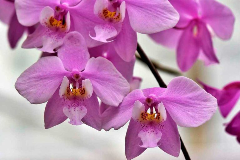 Orquídeas: Variedades, cuidado y riego